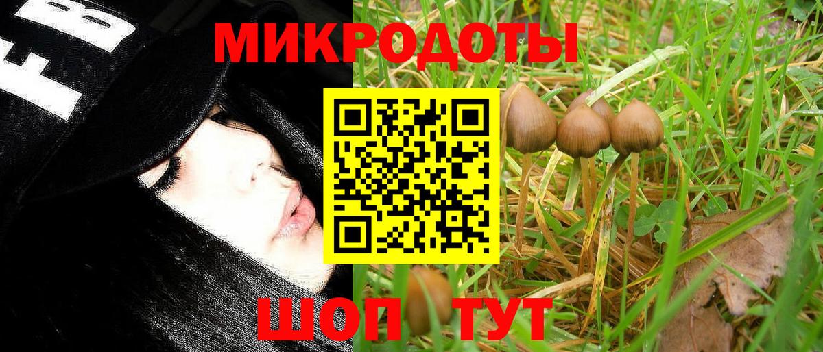 Галлюциногенные грибы Psilocybe Одинцово
